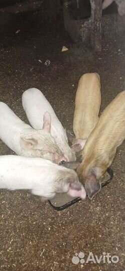 Сельхоз животные свердловская область