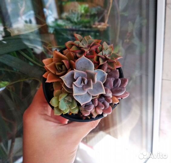 Суккуленты садик/флорариум