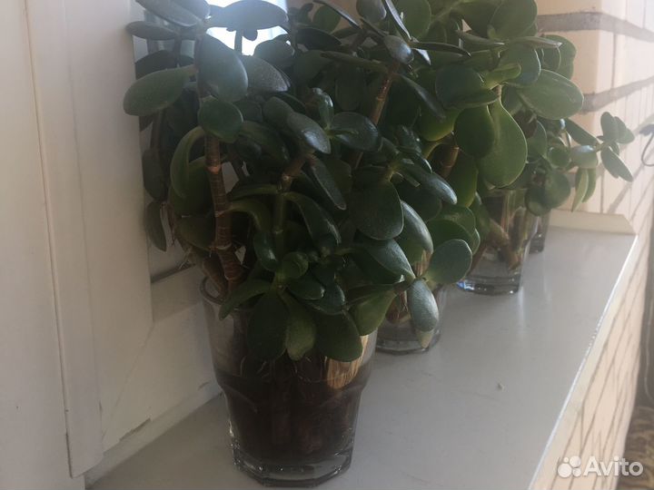 Толстянка/денежное дерево