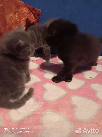 Котята сибирской кошки