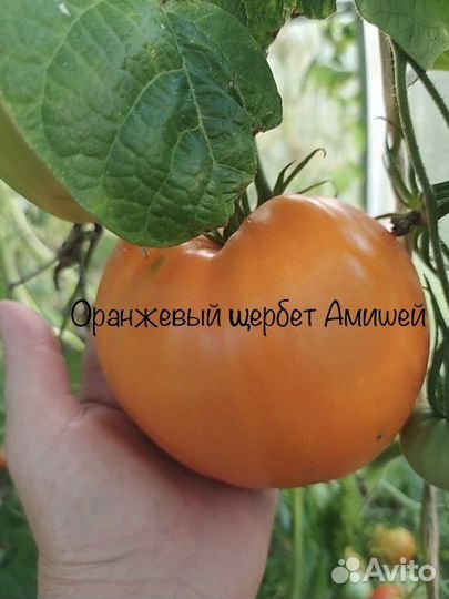 Семена томатов 2022 года