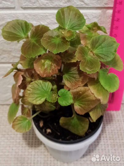 Комнатные растения разные