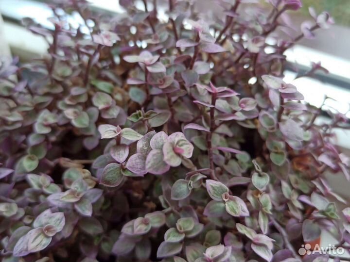 Комнатные цветы