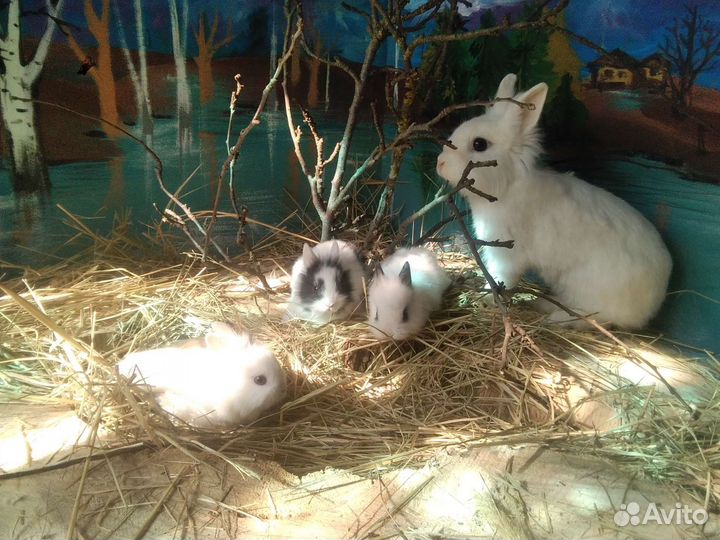 Карликовые крольчата