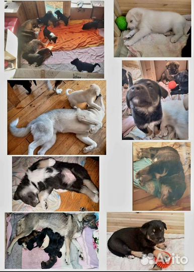 Собака в добрые руки отдам бесплатно