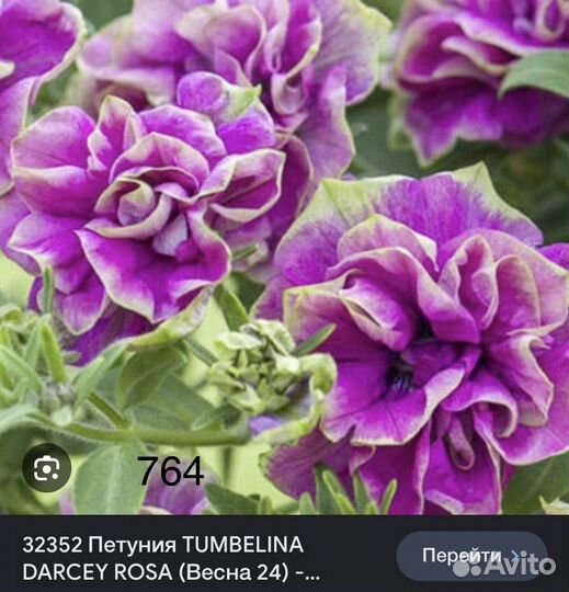 Черенки вегетативной петунии