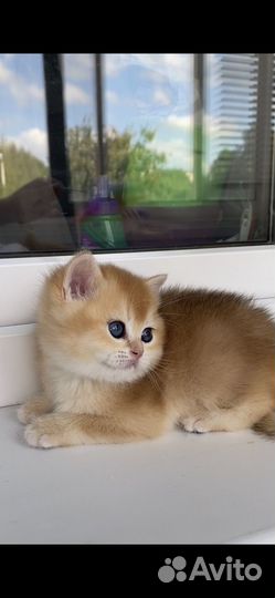 Британские котята золотая шиншилла