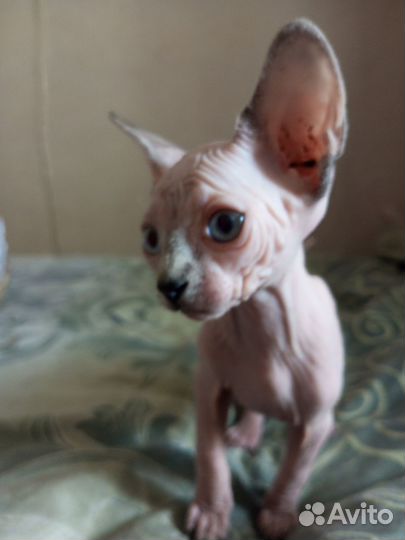 Канадский сфинкс