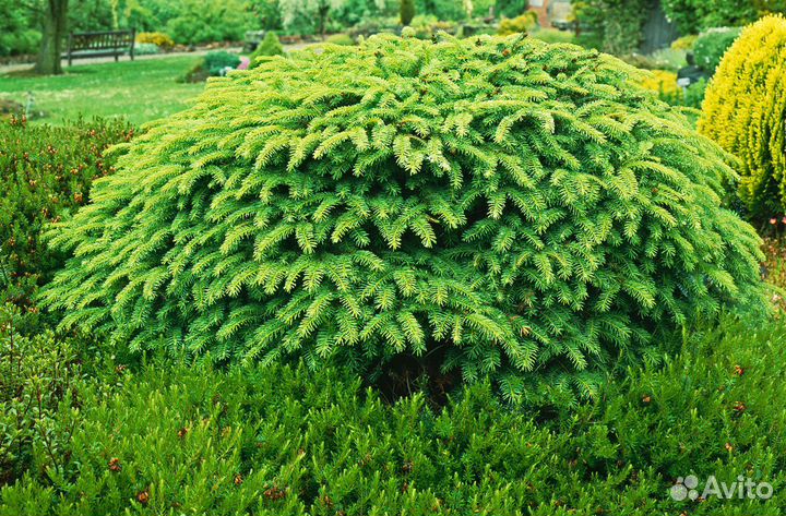 Ель нидиформис р9