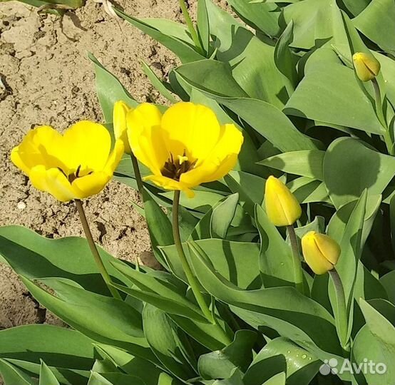 Тюльпаны луковицы