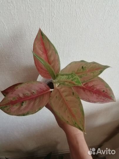 Аглаонема тай