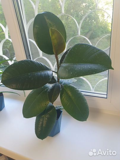 Фикус робуста
