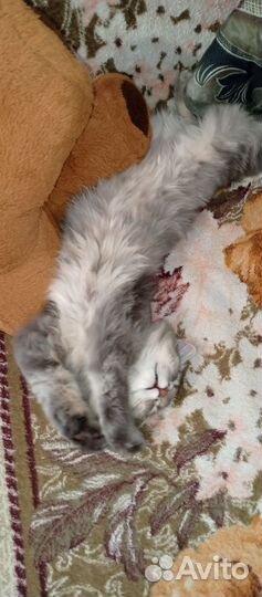 Кот в добрые руки