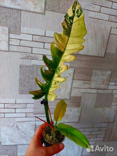 Фил джангл буги вар