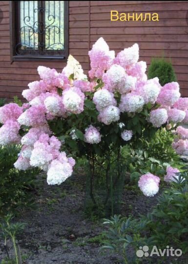 Гортензии и др