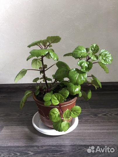 Неприхотливые комнатные цветы