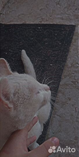 Кот Британец,не вислоухий белый,ему 9 месяцев