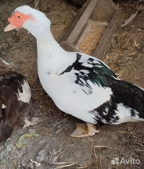 Мускусные утки селезень