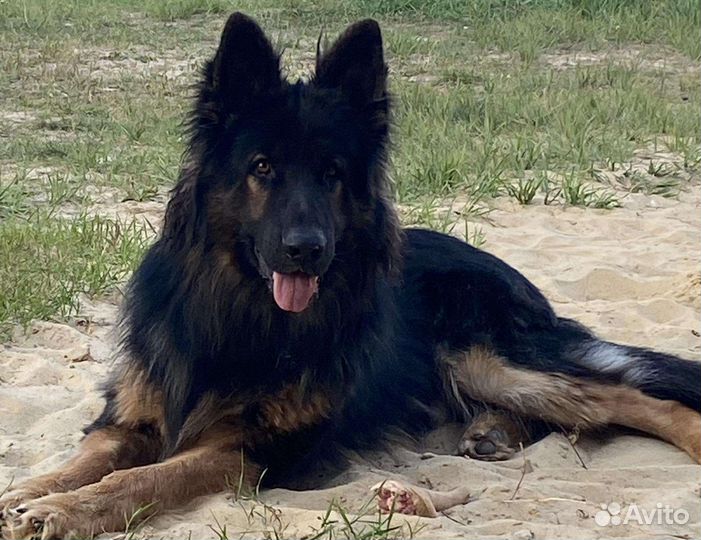 Немецкая овчарка вязка