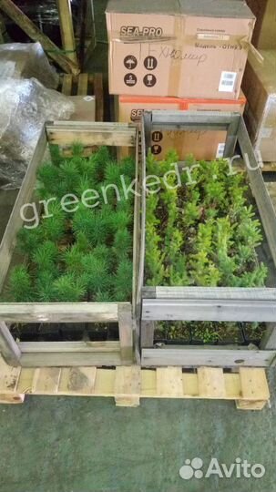 Кедр зкс 15-20 см