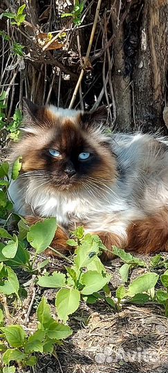 Коты в добрые руки