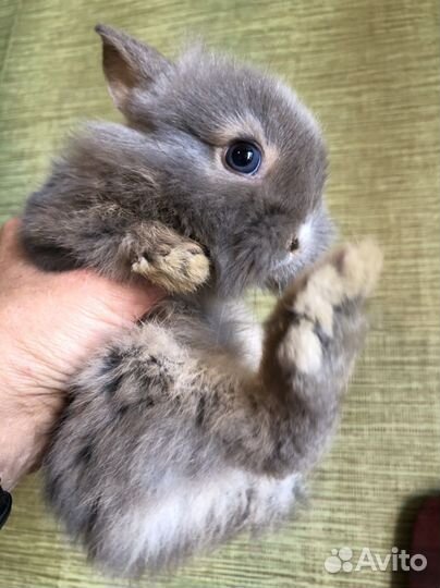 Карликовые крольчата1-1,5 мес