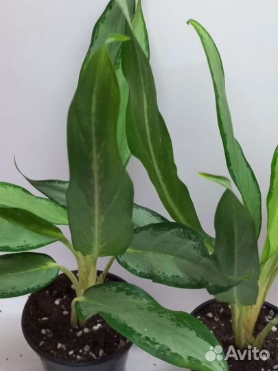 Аглаонема white лайн