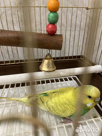 Волнистый попугай с клеткой