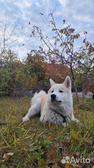 Акита ину вязка (ищем кобеля для вязки)