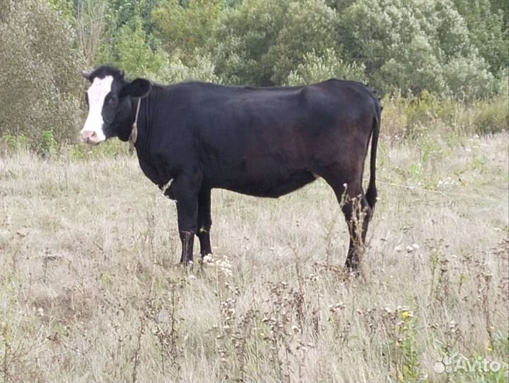 Стальная телка