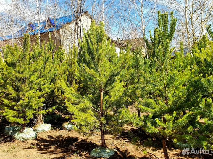 Сосна обыкновенная 1,5-1,8 метра
