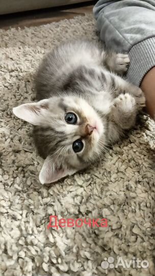 Шотландские котята