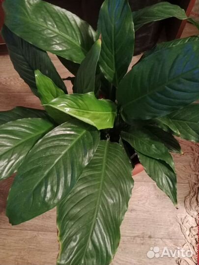 Спатифиллум