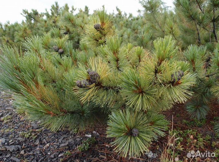 Кедровый стланик, саженцы двухлетние