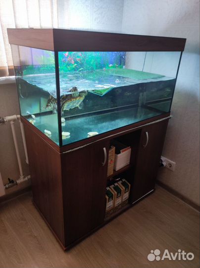 Красноухая черепаха с аквариумом