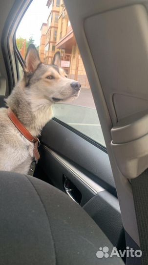 Сибирский хаски