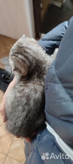 Котёнок шотландский вислоухий серый полосатый