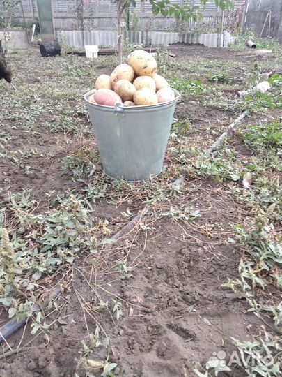 Продам картофель