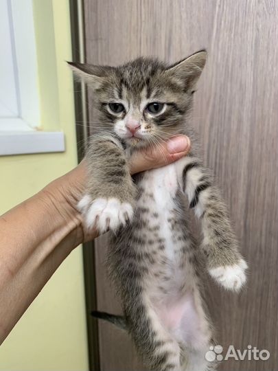 Котята 1 месяц