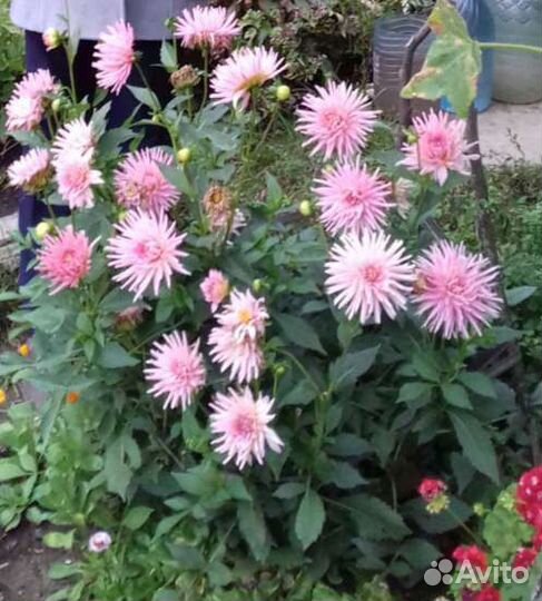 Корни георгин. Сорт Принцесса парков