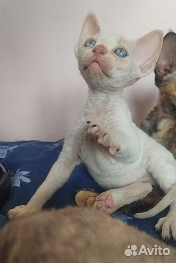 Котята девон-рекс
