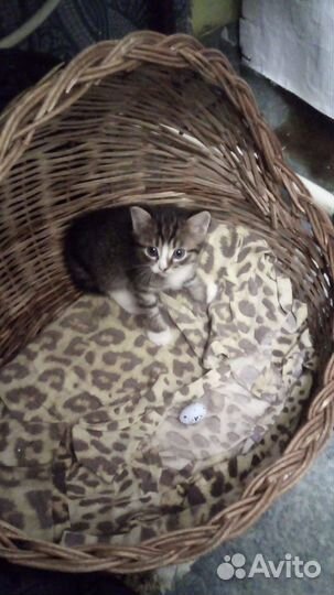 Котёнок, 2 месяца