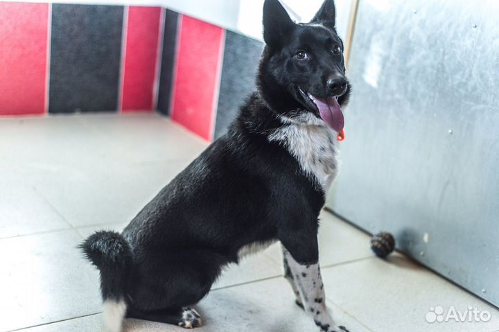 Передержка, зоогостиница для животных