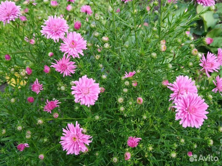 Сентябринки