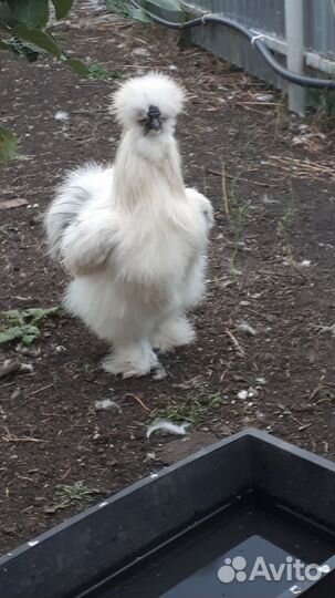 Подам петушков