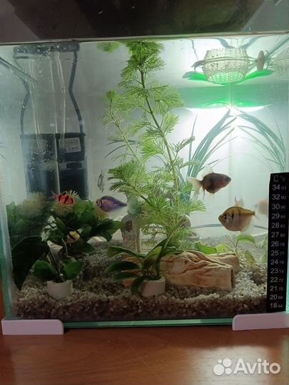 Аквариум