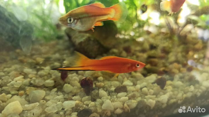 Меченосцы самцы