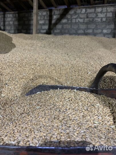 Ячмень Пшеница