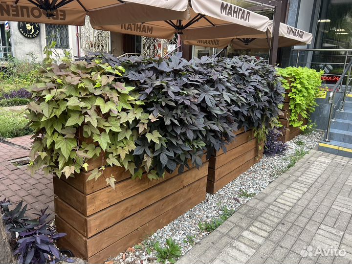 Цветник с цветами