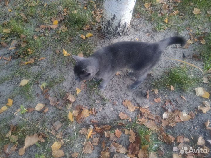 Британская кошка бесплатно